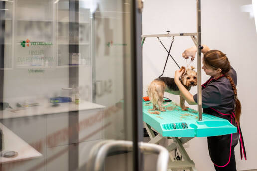 Fotografia reklamowa, wizerunkowa dla firm. Profesjonalna fotografia, wizerunek firmy w internecie. Groomer, fryzjer dla psów.