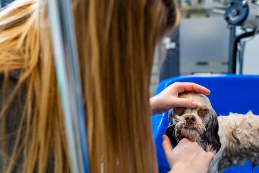 Fotografia reklamowa, wizerunkowa dla firm. Profesjonalna fotografia, wizerunek firmy w internecie.Groomer, fryzjer dla psów